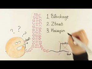 Animation of RAN Translation (mechanism) by Fenne Riemslagh and Saif Haify