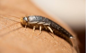 Švehla obyčajná (rybenka) - ako zničiť larvy a zbaviť sa jej - DoDomácnosti