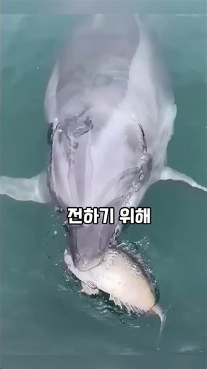 구조된 돌고래가 매일 선물을 전해온 이유