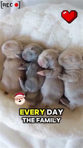 He Found Baby Bunnies Crying in His Yard