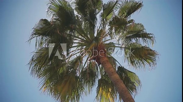 A vibrant palm tree stretches into the serene blue sky, sun-kissed leaves radiating warmth and tropical ambiance. Perfect for summer themes and nature backgrounds