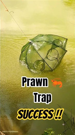 Prawn Trap Success! Umbrella Net Overflows After One Hour Wait 🦐💥🌊