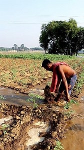 216K views · 1.6K reactions | Furrow Irrigation in Tomato Field Hi...