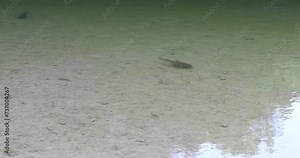 Static video of fish swimming in a pool of water in the Hamilton Pool Preserve in Wimberly Texas.