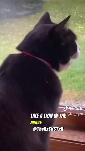 Cat Krieger: A House Cat's Dreams of Roaming in the Jungle