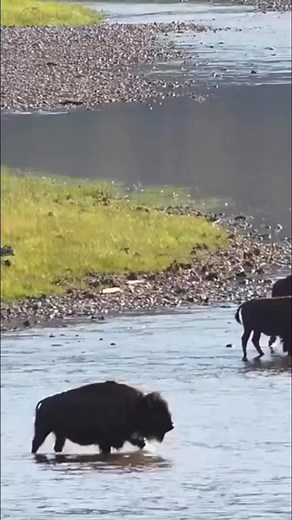 3K views · 96 reactions | Fascinating Yellowstone Facts ✨ Today at...