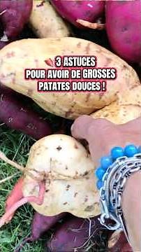 🍠 3 tips for HUGE sweet potatoes!
