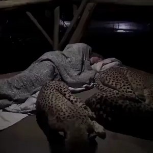 Sleeping with cheetahs is surprisingly cute.