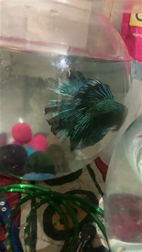 Alien betta fish | my hobby.