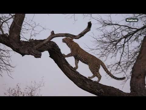 Leopard sibling playtime: