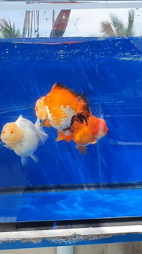 🥰short tail🥳🖤❤🧡💛🤍🥳 | Crepes Crepes