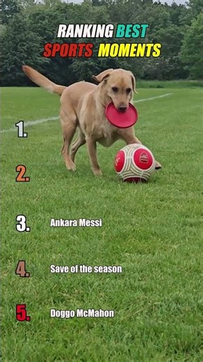 Funniest Animal Playing Sport Moments 😂