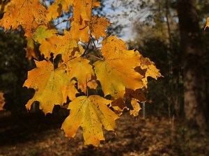 Fall Leaves Near Peak: Best Views Around Lacey