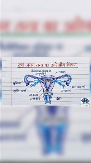 Female Reproductive System Diagram | Labeled Structure and Functions | Class 8, 9, 10 Biology