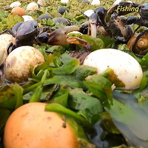 wow amazing fishing! catch a lots of crabs snails & pick eggs in moss near village at field | Fishing