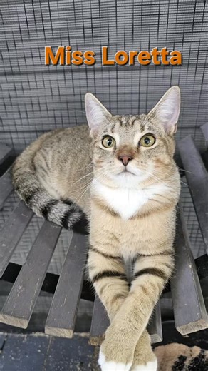 Get the tissues ready. A dear friend and KKR Aunty recently lost her beautiful mama, Loretta Lee. Christine reached out and wanted me to choose two cats for her to sponsor in memory of her mama. It didn't take me long to choose. I first met these two at the mobile home park when they were about a month old. It took months to earn their trust, and I was finally able to pick them up and bring them to our enclosed outdoor sanctuary. They've since been spayed and neutered, are social, happy, healthy