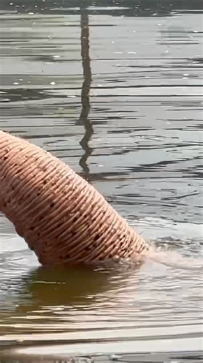 Elephant Hydrotherapy Pool 🐘 💦 Our dedicated volunteers helped to cleaning the hydrotherapy pool specially designed for elephants with mobility issues. Inquisitive and sweet Chana couldn't resist getting involved and supervised the cleaning process closely. Her curiosity even led her to call her herd over to witness the volunteers in action. After the pool was sparkling clean, it was time for HongFah to enjoy some relaxing hydrotherapy, a vital part of her care routine. อิกหนึ่งงานของอาสาสมัคร