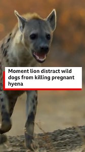 Wild dogs bin surround pregnant hyena for Zambia. However di wild dogs dey distracted wen one lion come carry di carcass. Dis give di hyena enough time to japa. | BBC News Pidgin