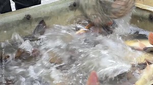 Fisherman sorting fish with net that's just been caught in the sea with people stock footage stock video