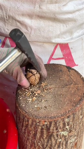 King Tips (@tips_th1138)’s videos with Crunchy Kibble - Monkey Cat Luna