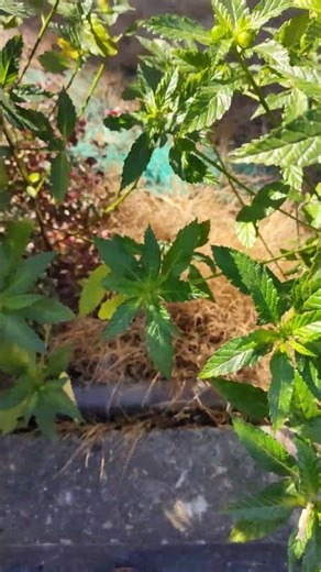 T. ulmifolia 黃時鐘花 VID20260110100544