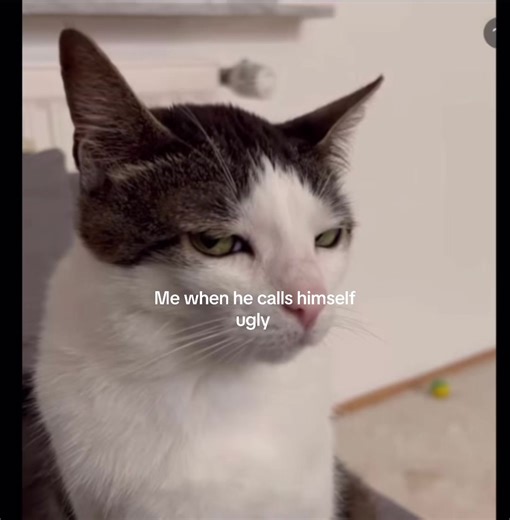 #cats #catsoftikok #fyp #relatable | cat