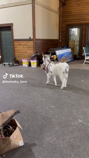 Peter Pan's Favorite Toy of the Week: Mini Donkey Running