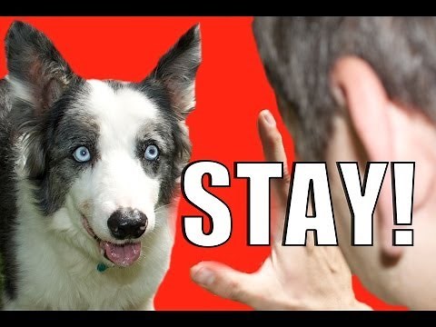How to Train Your Dog to NOT RUN AWAY! How to Teach your Dog to STAY while DISTRACTED