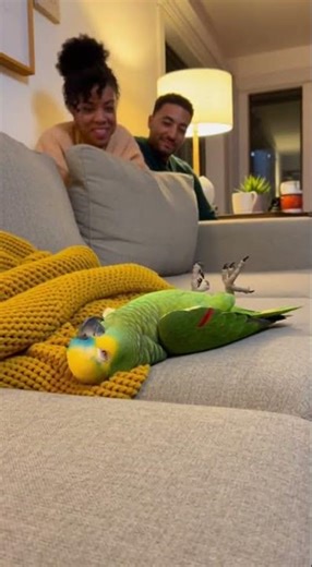 Funny moment with dramatic parrot