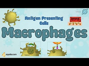 Antigen Presenting Cells | Macrophages | Understanding the Immune System | Immunology