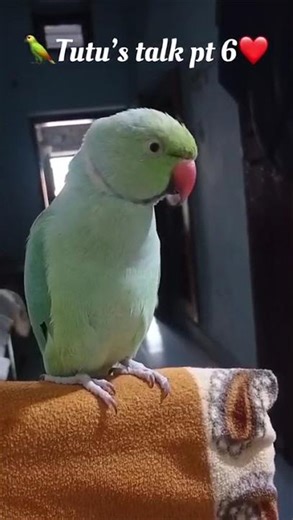 🦜 Tutu's Talk pt-6♥️| Tutu the Parrot| #parrotvlog #parrot
