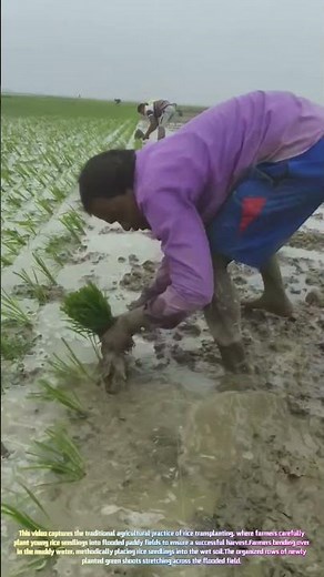 Rice Planting Season: Transplanting Seedlings in the Paddy Field 🌾🌱