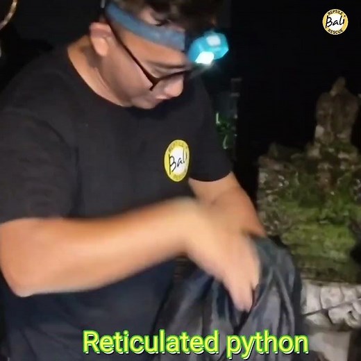 Reticulated python - Malayopython reticulatus - Ular sanca kembang - Rescued by Agus Putra