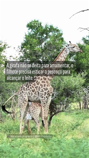 Girafa é flagrada amamentando filhote na savana africana