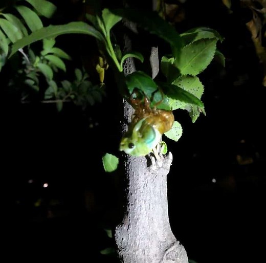 【世田谷区】砧公園の夏の夜は昆虫王国：カブトムシ、クワガタ、セミの羽化を見に行こう | まなのび：幼児教育と教材の効果を検証するブログ