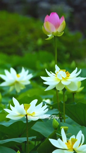 DONG THAP – AS PURE AS THE SOUL OF THE LOTUS| VIETNAM TRAVEL VLOG #vietnamtravel #visitvietnam