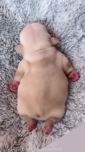 Super funny dog videos from TikTok - Try not to laugh - Puppy or cake? #animal #animalfriends #funnyanimal