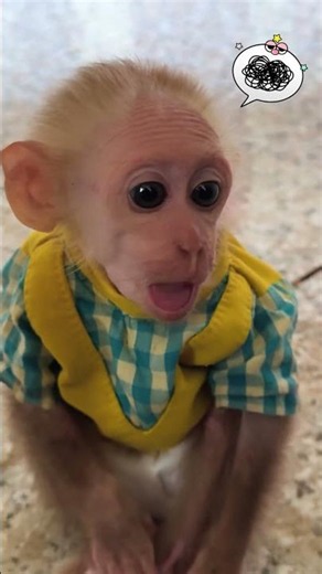 haha! Buem lost his pants#cutis #monkeybaby #monkeys