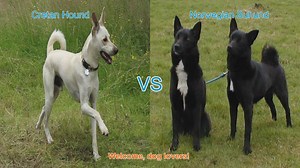 Cretan Hound vs. Norwegian Buhund: A Breed Comparison