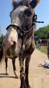 34K views · 1.6K reactions | Viewer Discretion Advised. Please know we tried, his body was just too weak to overcome his abuse. He had gone down multiple times, then one morning we made the heartbreaking decision to not make him get up again. This baby was only 5/6 year old Tennessee Walker Sweet baby Someone just didnt care Crappy people. | Payton Christian | Facebook