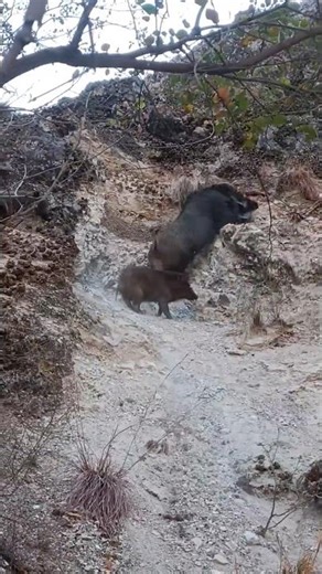 Amazing Wild Boar Walking 🐗 #warthog #pig #boar #animal #viral #wildpig #wildboar #wildlife