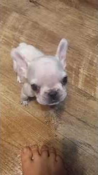 2 Pound Teacup French Bulldog