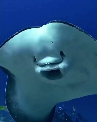 X-ray fish have transparent bodies to confuse predators and sneak up on prey!#xrayfish #ocean