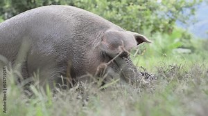 close-up of a Sus scrofa domestica, sow or Marrana, sitting on a mud puddle resting quietly in the open air, her body covered with mud. hairy pig
