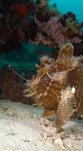 Frogfish STRIKES! Insane Fish Ambush Caught on Camera