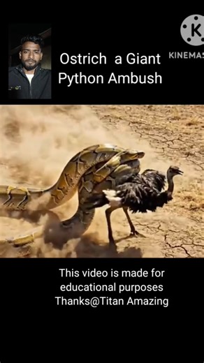 Ostich a Giant Pyi Ambush rescue by human🙏🙏#shorts