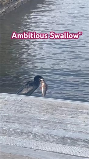 Ambitious Swallow fish #water #duck #australialifestyle #canberra #nature #shortvideo