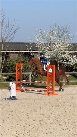 Club 2 avec un cheval que j’ai jamais monté 😳😍 (presque) #horse #concours #trotteurfrancais