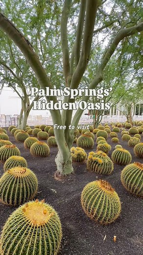 Just a 2-hour drive from Los Angeles, Sunnylands feels like stepping into Palm Springs’ own secret garden 🌿✨ This 200-acre oasis in Rancho Mirage reopened on September 10, 2025, and is now welcoming visitors Wednesday through Sunday, 8:30 a.m. to 4 p.m., with free admission and parking—no reservations needed! 📍37977 Bob Hope Dr Rancho Mirage, CA . . . #sunnylands #palmsprings #garden #RanchoMirage #PalmSpringsOasis #DesertEscape Historic estates in SoCal | Things to do in Palm Springs | liantu