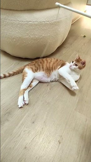 No Need to Move! Cat’s Lazy String Game 😂🐾 動かず遊ぶ天才！猫のリラックスモード #cat #shorts #viral #貓貓日常 #貓咪日常